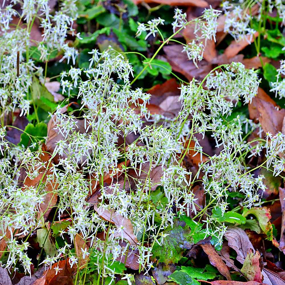 Artikelbild 2 des Artikels “Schatten-Steinbrech “